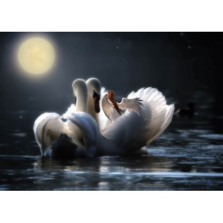 33x24in Poster Fantasy Swan Night Moon Magic Angel Light