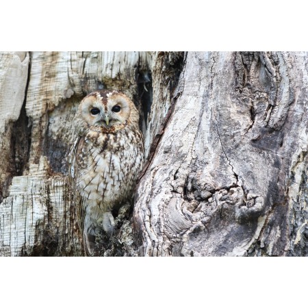 36x24in Poster Owl Camouflage Wildlife Bird Of Prey Predator Bird
