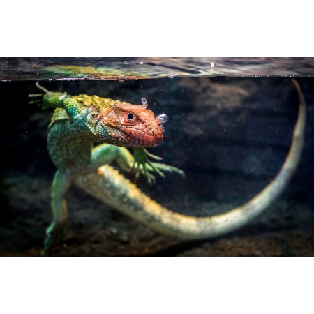 37x24in Poster Caiman Lizard Lizard Reptile Animal Tank Pet