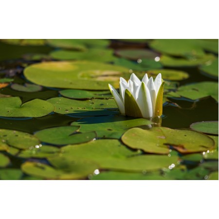 37x24in Poster White Water Lily Flower Plant White Water Rose