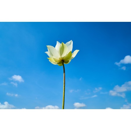 35x24in Poster Lotus View Flower Macro Spring Flowers Colour