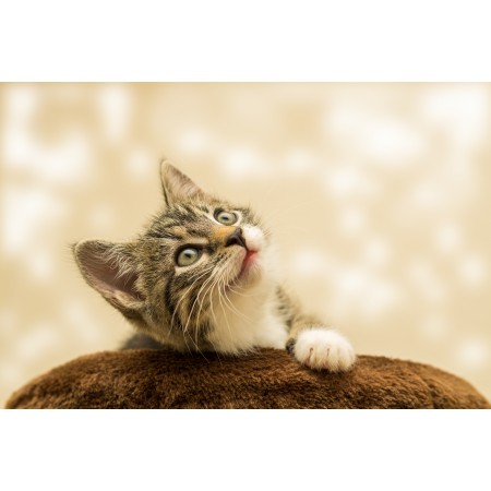 36x24in Poster Cat Small Kitten Domestic Cat Pet Cute Sweet