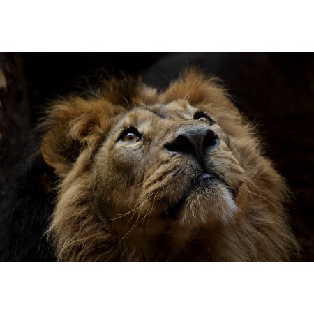 36x24in Poster Mammal Cat Lion Wildlife Portrait Carnivores