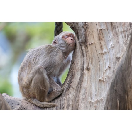 36x24in Poster Monkey Animal Sleep Rest Fun Tree Primate Mammal