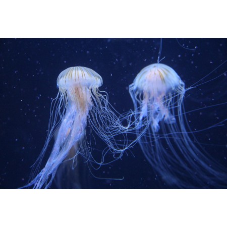 24"x36" Poster Jellyfish Animals Underwater Sea Jellies Cnidaria