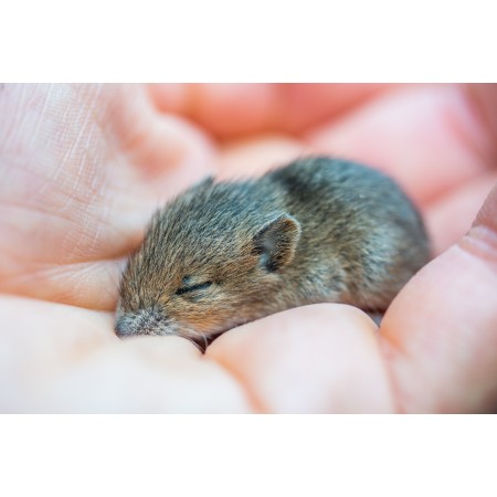 36x24in Poster Animal Rodent Baby Mouse Mouse Hand Sleeping Cute