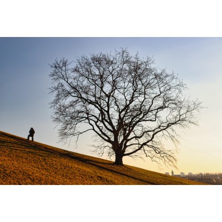 36x24in Poster Tree Hill Nature Skyes Landscape