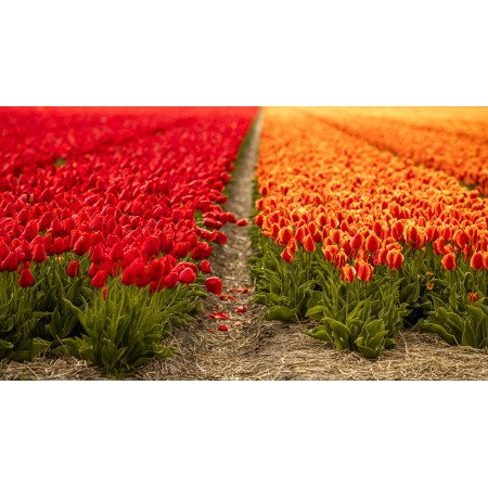 42x24in Poster Tulips Flowers Tulip Fields Field Of Flowers