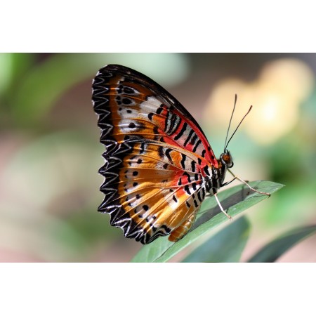 36x24in Poster Butterfly Wings Insect Eye Plant Leaf Colorful