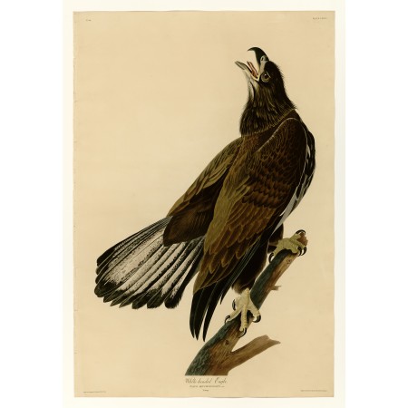 24x16 in Photographic Print Poster John James Audubon - White-headed Eagle