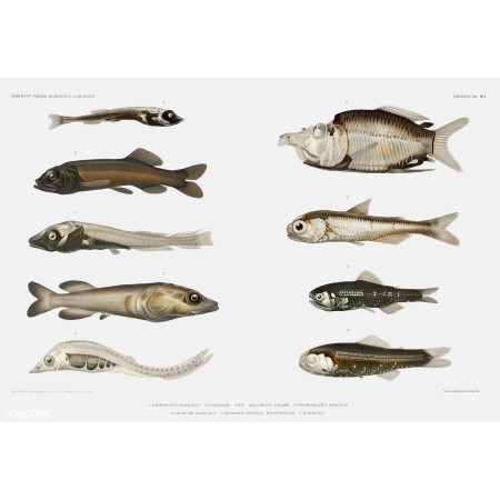Fish Varieties Illustration from Carl Chun Zoological Work 24"x16" Poster