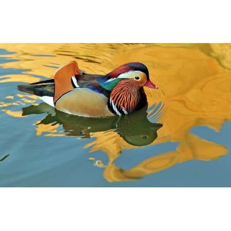 24x14in Poster A male Mandarin Duck Aix Galericulata at sunset in Hanover Zoo