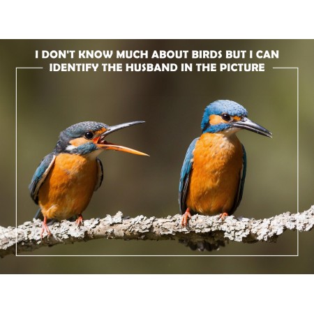 24x18in Poster Funny: I don't know much about birds but I can identify the husband