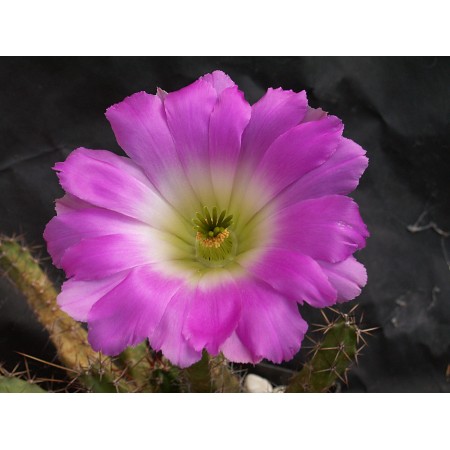 24x18in Poster Ladyfinger Cactus Echinocereus pentalophus