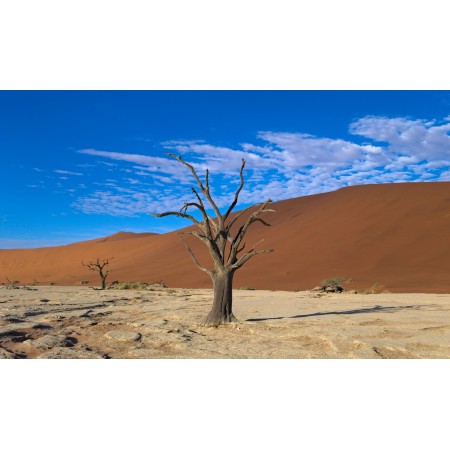 40x24in Poster dead trees in the clay pan at Dead Vlei in the Namib-Naukluft National Park