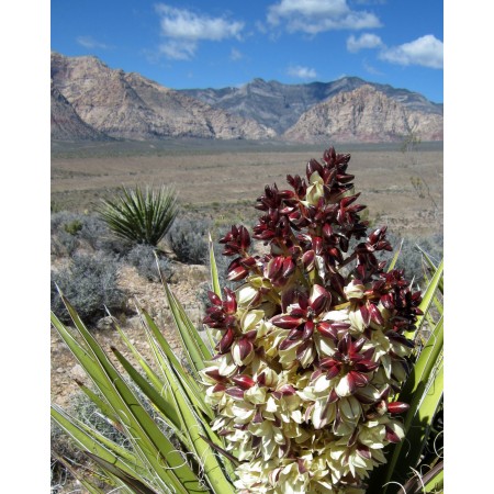 24x30in Poster Mojave Yucca at Red Rock Canyon NCA (8950617686)