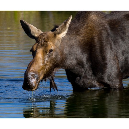 28x24in Poster Moose in Grand Teton National Park