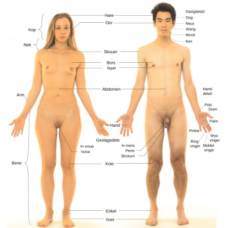 24"x24" Poster Anterior view of human female and male, with labels