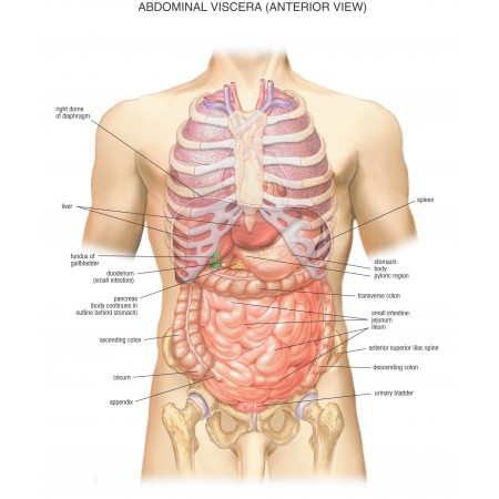 20x24in Poster Anatomy Charts - Abdominal Viscera Posterior