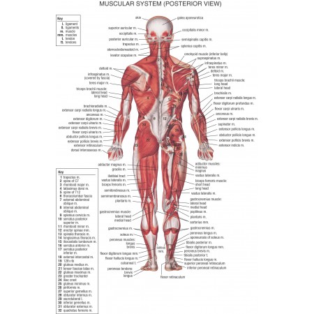 15x24in Poster Anatomy Charts - Muscular System Posterior View