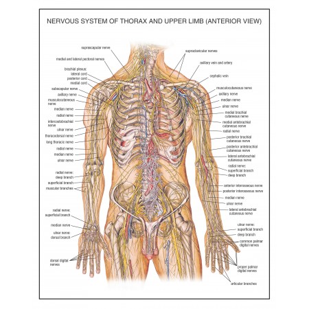 24x30in Poster Anatomy Charts Nervous System of Thorax and Upper Limb Anterior View