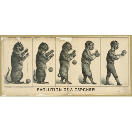 24x11in Poster Evolution of a Cat-Cher
