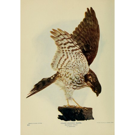 24x34in Poster Sharp-Shinned Hawk Birds and nature 1902