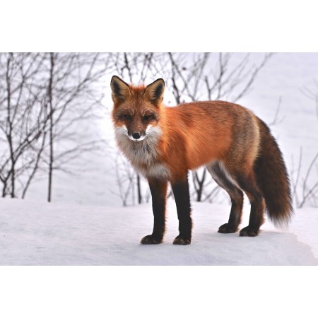 24x16 Photographic Print Poster Fox Nature Animals Roux Fauna Wild Animal 