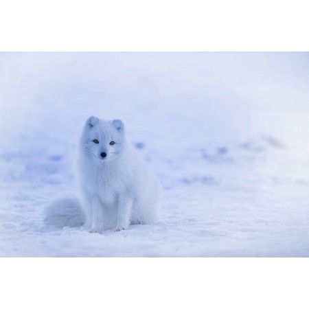 24"x16" Photographic Print Poster Iceland Arctic fox Fox Animal Wildlife Winter 