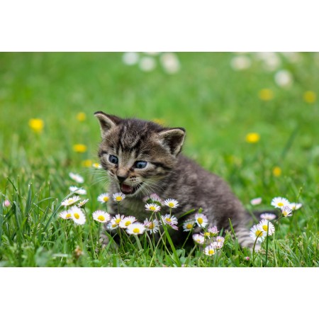 24x16 Photographic Print Poster Kitty Cat Kitten Domestic cat Animal Pets Flowers 