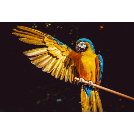 36x24in Photographic Print Poster Ara Parrot Yellow macaw Bird Animal Colorful