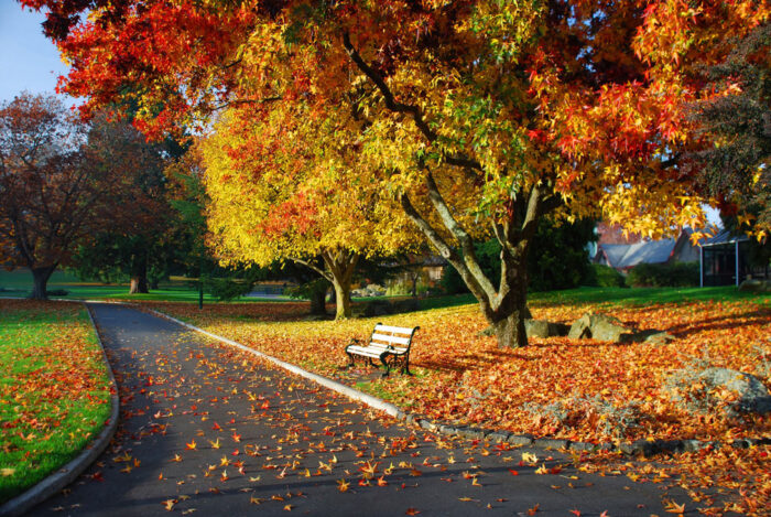 Tasmania, Australia Photographic Print Art Print Poster Autumn Scenery Pictures Autumn city park launceston