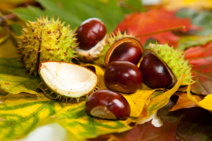 Chestnuts Photographic Print Poster Autumn Scenery Pictures chestnuts conkers