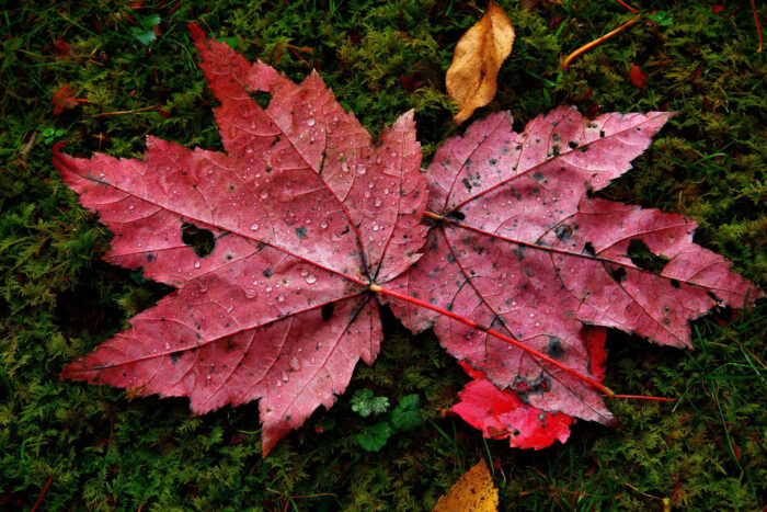 Maple Leaves Photographic Print Art Print Poster Autumn Scenery Pictures Red autumn maple leaves water drops moss