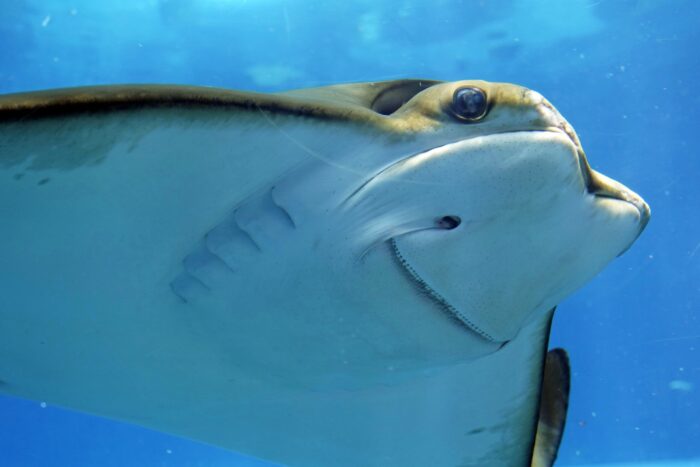 Photographic Print Poster Stingray Rays Underwater Underwater world