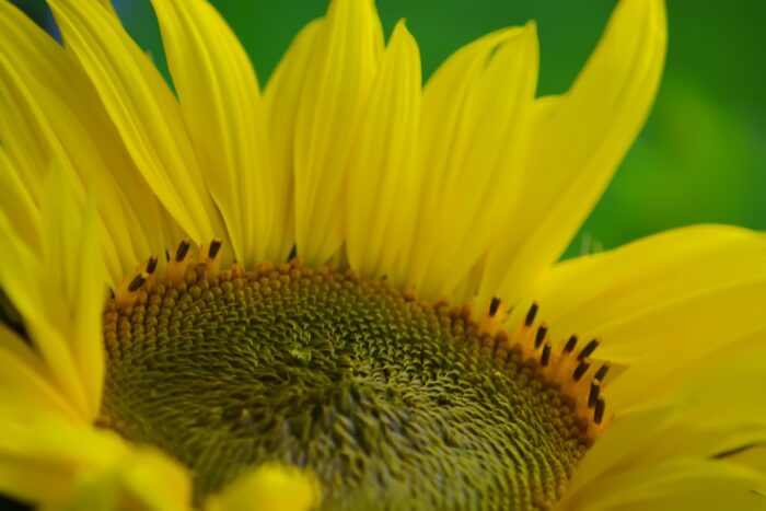 Photographic Print Poster Sunflower Yellow Flower Bloom Flora Beautiful