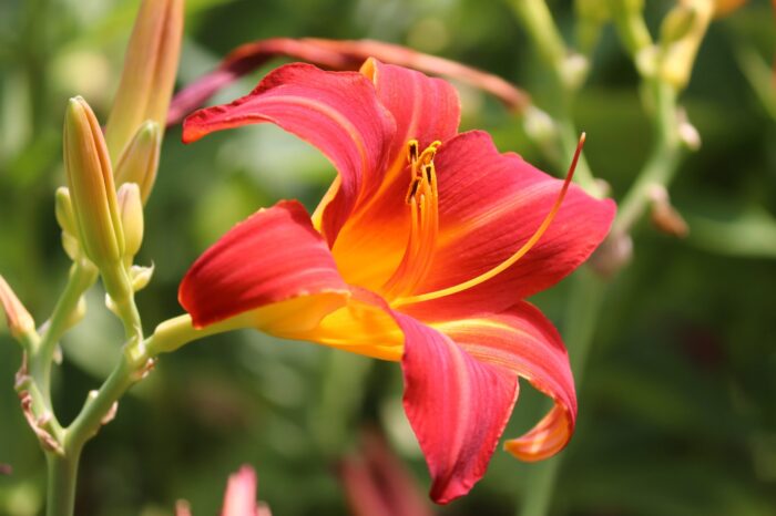 Photographic Print Poster Lily Orange Pink Lilium Iris Stamen Blossom