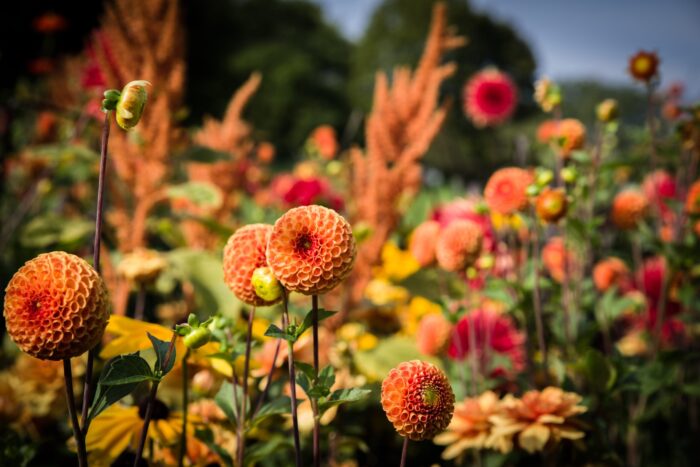 Photographic Print Poster Dahlias Pompon dahlias Flowers Bloom Blossom