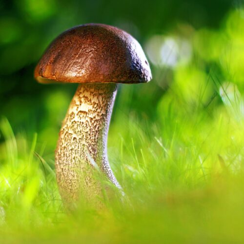 Mushroom in Autumn Forest Poster – Nature Photography Wall Art