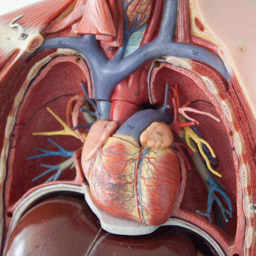 Chest Anatomy Poster