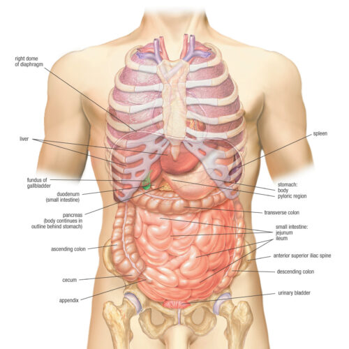 Abdominal Viscera Poster – Posterior View Anatomy Chart