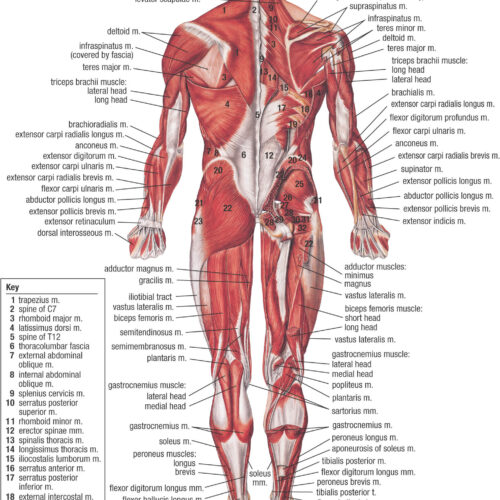 Muscular System Poster – Posterior View Anatomy Chart for Medical & Educational Use