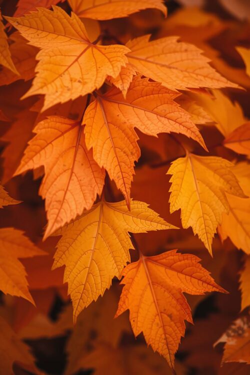Golden Autumn Leaves Poster – Close-Up Fall Foliage Wall Art Print in Warm Earth Tones image