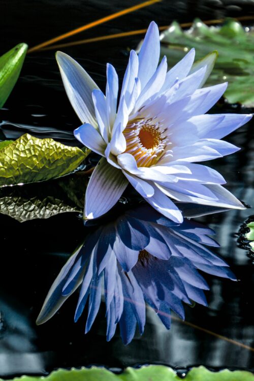 Tranquil Bloom – Blue Water Lily on Reflective Pond Poster picture