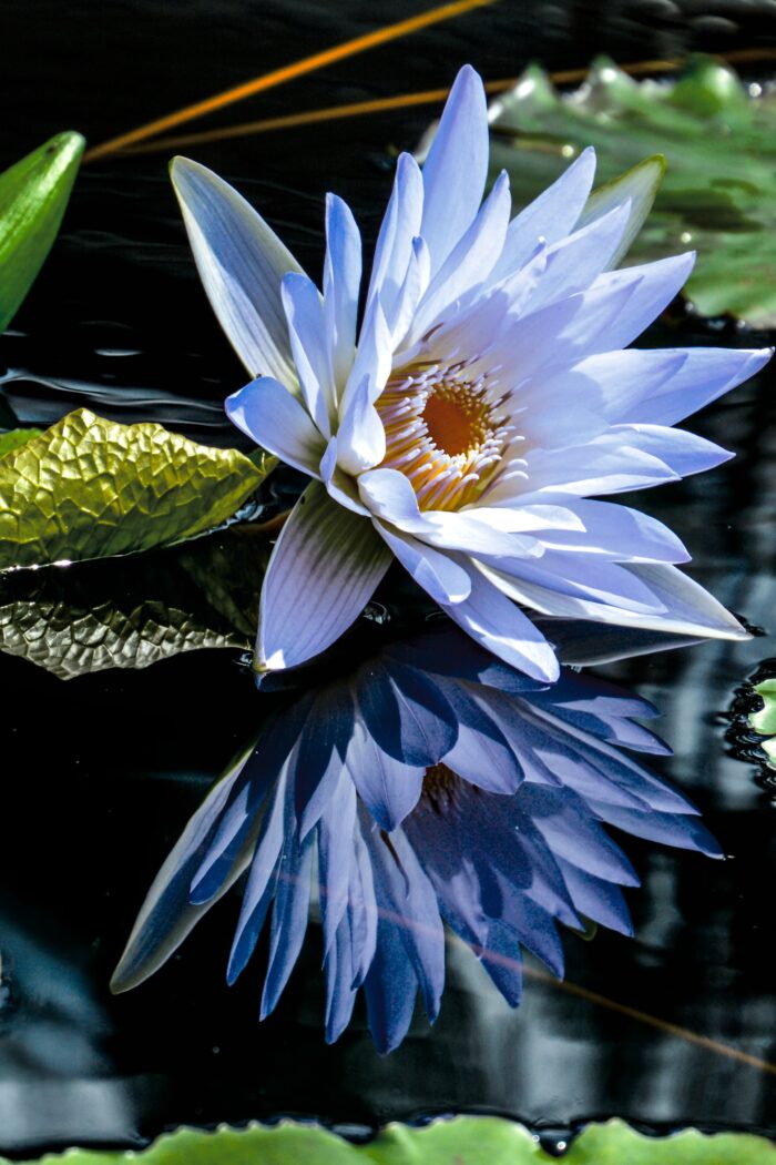 Tranquil Bloom – Blue Water Lily on Reflective Pond Poster picture