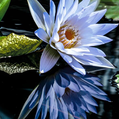 Tranquil Bloom – Blue Water Lily on Reflective Pond Poster picture