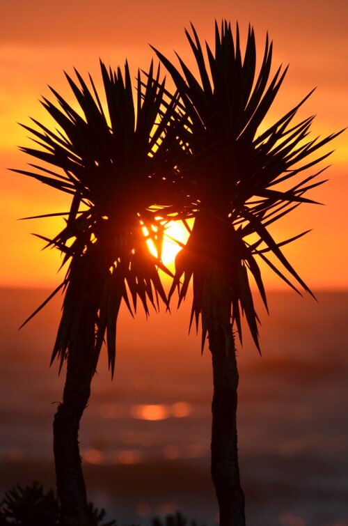 Tropical Sunset Palm Tree Wall Art – Vibrant Beach Silhouette Photography Print for Home or Office Decor picture