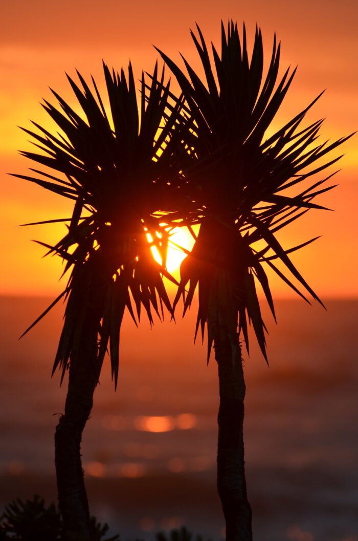 Tropical Sunset Palm Tree Wall Art – Vibrant Beach Silhouette Photography Print for Home or Office Decor picture