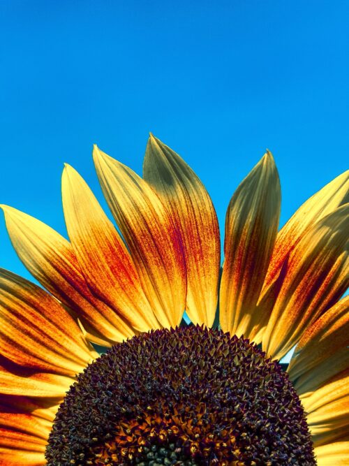 Bright Sunflower Close-Up Wall Art – Vibrant Yellow and Red Petals Against Blue Sky Photography Print for Modern Nature Decor picture