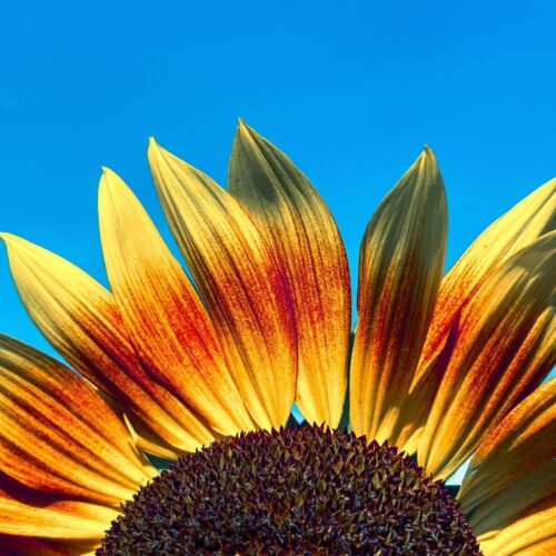 Bright Sunflower Close-Up Wall Art – Vibrant Yellow and Red Petals Against Blue Sky Photography Print for Modern Nature Decor picture
